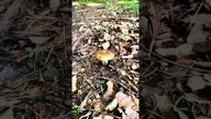 Another nasty  mushroom 
