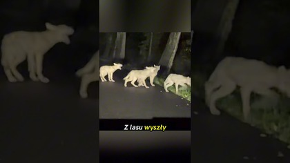 Takiego widoku nie zapomnisz! Wilki prosto z lasu  #dzikiezwierzęta #las #shorts