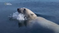 Niedźwiedź polarny.