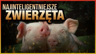 10 NAJINTELIGENTNIEJSZYCH ZWIERZAT