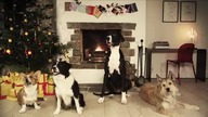 Psie Jingle Bells