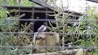 Red-Billed Blue Magpie at the zoo