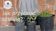 Przycinanie szałwii. Kiedy i jak przycinać szałwię?