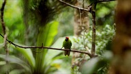 Nowa Kaledonia- dzika wyspa - New Caledonia the Wild Island (2020)