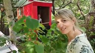 Odc-712. Rośliny egzotyczne u Ani w ogródku. Cisobusy,miskant ogromniasty itp(na luzie)(Gołębie)