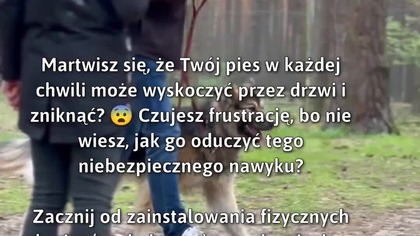 Bezpieczne drzwi dla Twojego pupila!  #BezpieczeństwoZwierząt #TreningPsów #PiesWDomu