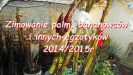 56 Zimowanie bananowców , palm i innych egzotyków w Polsce.  ciekawerosliny.pl