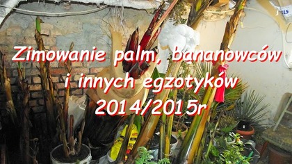 56 Zimowanie bananowców , palm i innych egzotyków w Polsce.  ciekawerosliny.pl