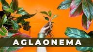 Aglaonema- jak dbać ? Dlaczego liście agalonemy żółkną ? Rozmnażanie nawożenie podłoże pielęgnacja