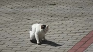 Kot