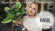HAUL ROŚLINNY z Polski i Niemiec  Roślina z mojej WISHLISTY 