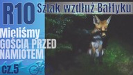  R10 szlak rowerowy | Kluki | Dzikie zwierzę przed namiotem - dzień 5/10 - na Około
