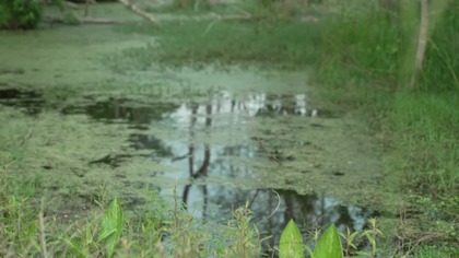 Oczyszczanie wody winoroślą Newly Discovered PRIMITIVE WATER FILTER 100 Effective