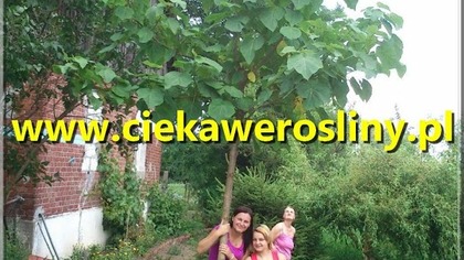 Paulownia puszysta 27 07 2014 cesarskie drzewko formowane na duże liście