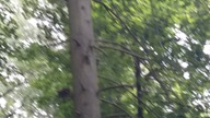 wiewiórka 1