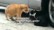 Gdzie byłeś całą noc ?!