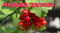 1037. Porzeczka Czerwona Poznaj Jej Szeroki Wachlarz Możliwości