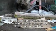 Ślepy bezdomny pies wyrwany z objęć śmierci
