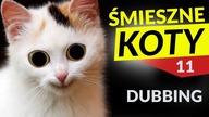 ŚMIESZNE KOTY #11  DUBBING: MATT OLECH