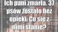 Ich pani zmarła.  37 psów zostało bez opieki.  Co się z nimi stanie?