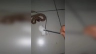 LiveLeak - Careless man tries to feed the snake