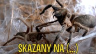 NAWET NIE WIEM CO TU ZASZŁO  Dopuszczanie Dolichothele exilis!