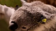 Czy Koala Musi PIĆ Wodę?