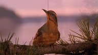 kawkadwa3