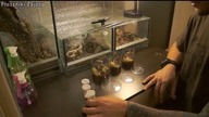 Aranżacja pojemników dla młodych Brachypelma (albopilosum, albiceps, emilia) !