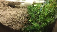 Lasius niger #4 ODNALEZIONE (częściowo)