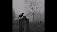 Silent Hedges - Crows Call
