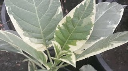 Brugmansja,Kanna variegata,musa itinerans india form