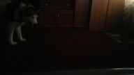 My Crazy dog