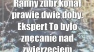 Ranny żubr konał prawie dwie doby.  Ekspert: To było znęcanie nad zwierzęciem