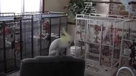 Papuga z doskonałym poczuciem rytmu