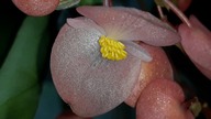 Begonia tryb zoom makro.  Coś pięknego 