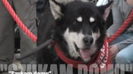 Dzień adopcji psów schroniskowych