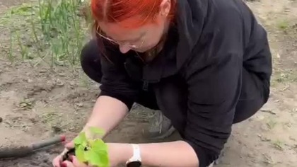 Jak sadzić rozsadę ogórka? Szybko poszło.  #ogród #garden #ogórki #warzywa