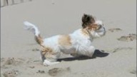 Cutest Puppy - Fun and Play Seaside in Photos