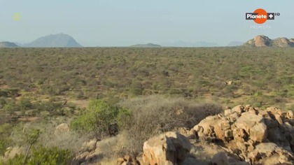 Żyjąc wśród słoni - A Life among Elephants (2024) lektor