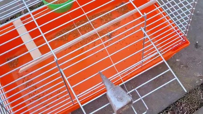 Pułapka na zbiegłą papugę #pułapki na ptaki