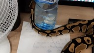 My a bit overly active ball python (Mój trochę nadaktywny pyton królewski) 
