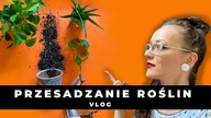 Jak i kiedy przesadzać doniczkowe rośliny domowe ?PRZESADZANIE roślin domowychJak się przygotować ?