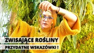 Jak dbac o ZWISAJĄCE rosliny doniczkowe? Pielęgnacja i uprawa wiszących roślin domowych