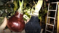 Odc-814-Cebule (Hippeastrum) w ubraniu. brokacie..brak słów ! Ma zakwitać i na kompost 