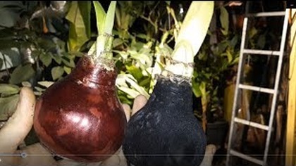 Odc-814-Cebule (Hippeastrum) w ubraniu. brokacie..brak słów ! Ma zakwitać i na kompost 