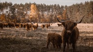 Relacja na żywo z gospodarstwa -
Stado nr 3