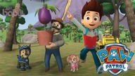 PAW Patrol On a Roll Episode - Find Mr Porters Flower Full Gameplay Walkthrough Tutorial Justbaby