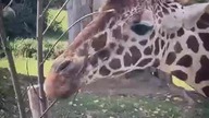 Żyrafa  #nature #animals #shorts