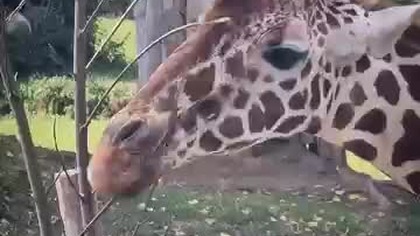 Żyrafa  #nature #animals #shorts